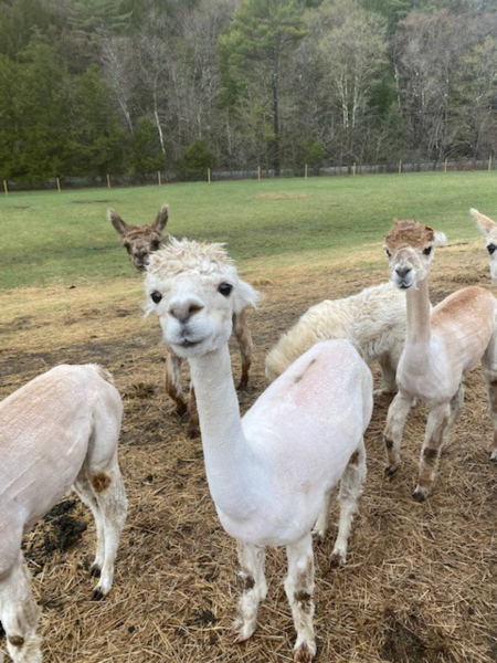 US crypto radio host imprisoned for $650K alpaca farm fraud